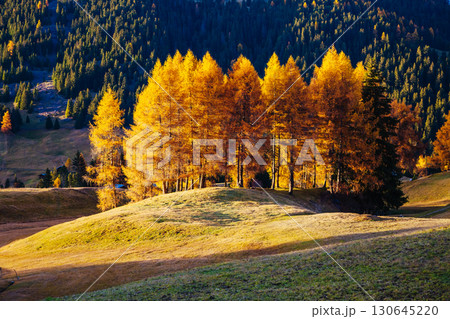 Lovely  yellow larches in sunlight. Location place Dolomiti, Compaccio village, Alpe di Siusi, Province of Bolzano - South Tyrol, Italy, Europe. 130645220