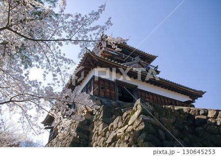 満開の桜と丸岡城天守、青空に映える現存十二天守と福井の春の風景 満開の桜と丸岡城天守、青空に映える現存十二天守と福井の春の風景 130645253