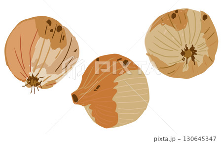 ラフな手描き風のタマネギのイラスト素材セット 130645347