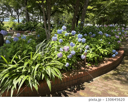 紫陽花 130645620