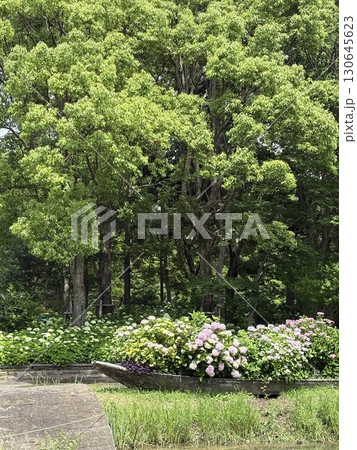 紫陽花 130645623