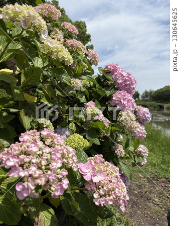 紫陽花 紫陽花 130645625