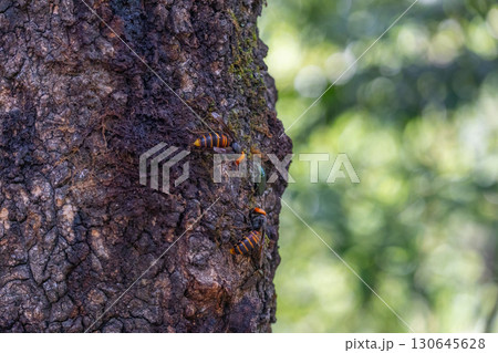クヌギの木のオオスズメバチ 130645628