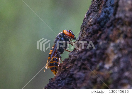 クヌギの木のオオスズメバチ 130645636