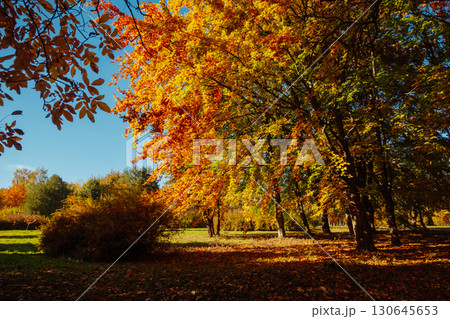 Picturesque view of trees in warm light. Location place Ukraine, Europe. Picturesque view of trees in warm light. Location place Ukraine, Europe. 130645653