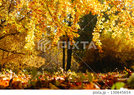 Picturesque view of trees in warm light. Location place Ukraine, Europe. Picturesque view of trees in warm light. Location place Ukraine, Europe. 130645654