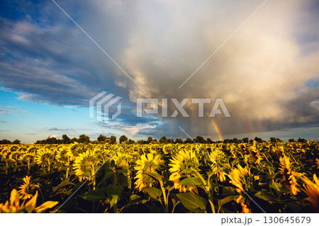 Bright yellow sunflowers glow in the sunlight. Blooming field closeup. 130645679