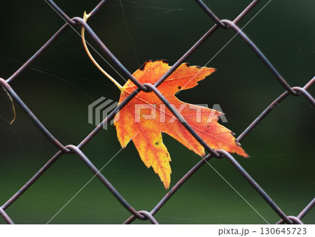 maple leaf maple leaf 130645723