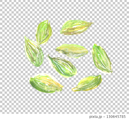 カルダモンの水彩イラスト 130645785