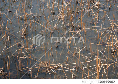 枯れ果てた蓮池 130645902