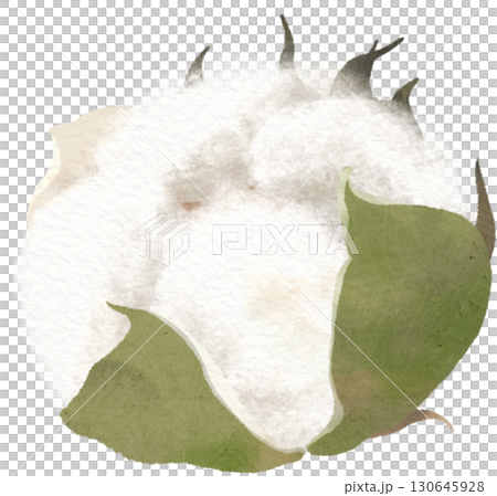 綿花のイラスト素材 130645928
