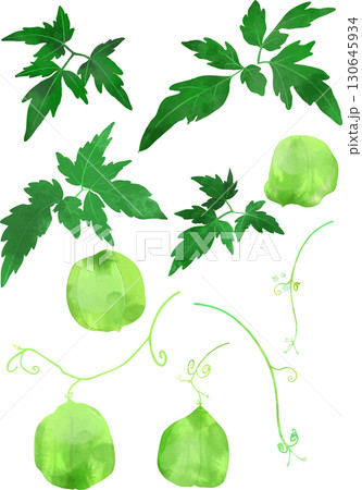 アレンジが自由にできる フウセンカズラのイラスト素材 ベクター　 130645934