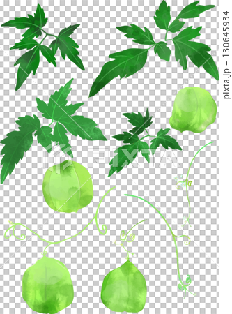 アレンジが自由にできる フウセンカズラのイラスト素材 ベクター　 130645934