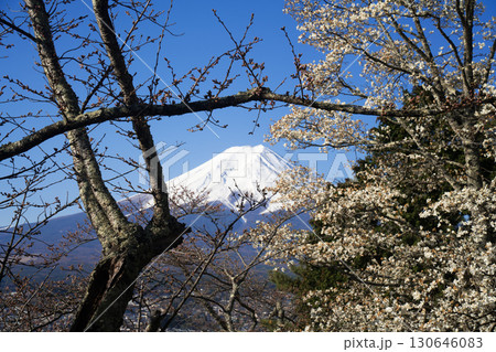 桜の枝の下にのぞく富士山 桜の枝の下にのぞく富士山 130646083