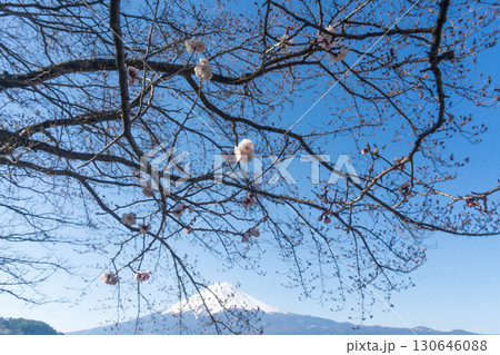 咲き始めの桜と富士山 130646088