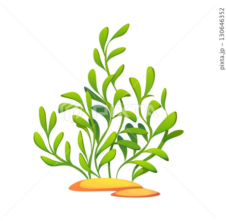 Ocean cartoon seaweed plant or algae, coral reef plant. Aquarium aquatic seaweed, isolated cartoon vector tropical sea water plant. Ocean undersea flora or coral reef underwater algae 130646352