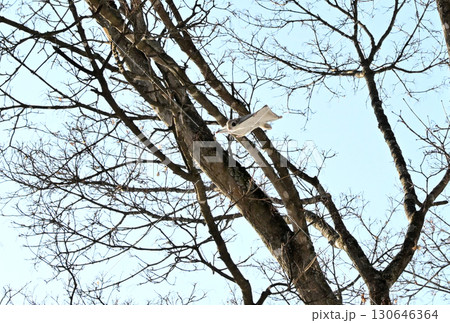 北海道の冬の公園で日中に木々の間を空を飛ぶエゾモモンガ 北海道の冬の公園で日中に木々の間を空を飛ぶエゾモモンガ 130646364