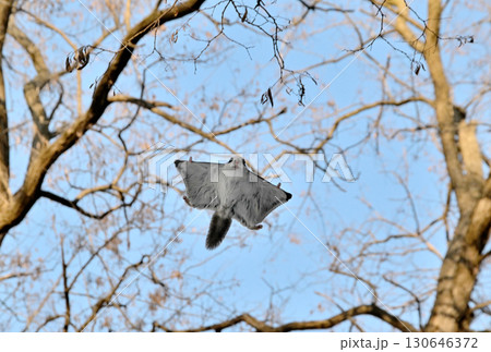 北海道の冬の公園で日中に木々の間を空を飛ぶエゾモモンガ 北海道の冬の公園で日中に木々の間を空を飛ぶエゾモモンガ 130646372