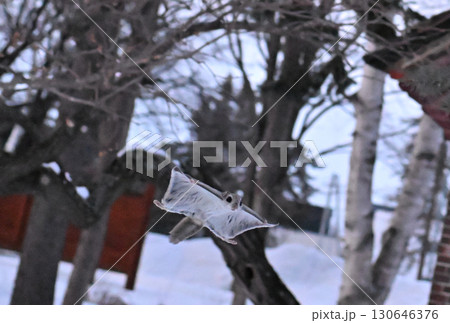 北海道の冬の公園で日中に木々の間を空を飛ぶエゾモモンガ 130646376