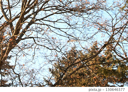 北海道の冬の公園で日中に木々の間を空を飛ぶエゾモモンガ 130646377