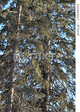 北海道の冬の公園で日中に木々の間を追いかけて飛ぶ2匹のエゾモモンガ 北海道の冬の公園で日中に木々の間を追いかけて飛ぶ2匹のエゾモモンガ 130646381