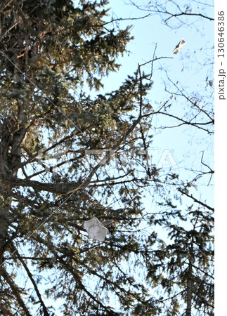 北海道の冬の公園で日中に木々の間を追いかけて飛ぶ2匹のエゾモモンガ 130646386