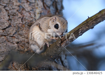 北海道の冬の公園で日中に枝に座るエゾモモンガ 130646425