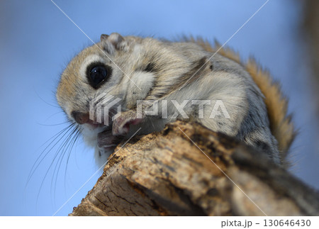 北海道の冬の公園で日中に枝に座るエゾモモンガ 130646430