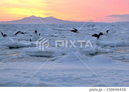 北海道羅臼町沖で朝焼けを背景に流氷で休むオオワシとオジロワシ 北海道羅臼町沖で朝焼けを背景に流氷で休むオオワシとオジロワシ 130646438