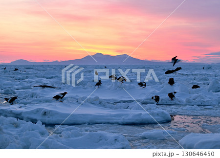 北海道羅臼町沖で朝焼けを背景に流氷で休むオオワシとオジロワシ 北海道羅臼町沖で朝焼けを背景に流氷で休むオオワシとオジロワシ 130646450