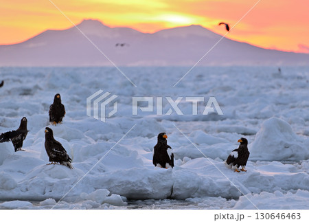 北海道羅臼町沖で朝焼けを背景に流氷で休むオオワシ 北海道羅臼町沖で朝焼けを背景に流氷で休むオオワシ 130646463