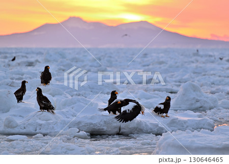 北海道羅臼町沖で朝焼けを背景に流氷で休むオオワシ 130646465