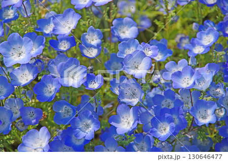 ネモフィラ《三重県 桑名市 なばなの里》 130646477