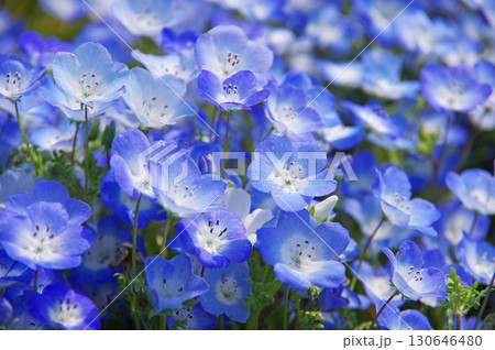 ネモフィラ《三重県 桑名市 なばなの里》 130646480