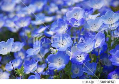 ネモフィラ《三重県 桑名市 なばなの里》 130646481