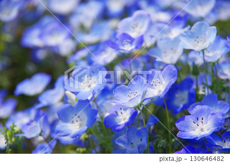 ネモフィラ《三重県 桑名市 なばなの里》 130646482