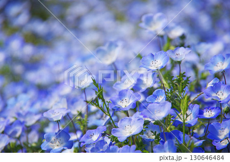 ネモフィラ《三重県 桑名市 なばなの里》 130646484