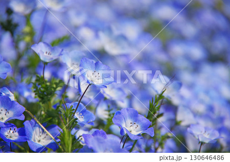 ネモフィラ《三重県 桑名市 なばなの里》 130646486
