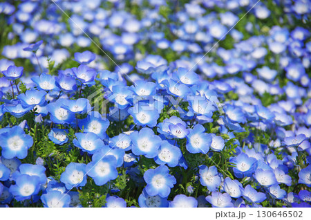 ネモフィラ《三重県 桑名市 なばなの里》 130646502
