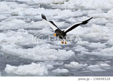 北海道羅臼町の沖合の流氷の上を飛ぶオオワシ 130646528
