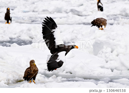 北海道羅臼町の沖合の流氷の上を飛ぶオオワシ 130646538