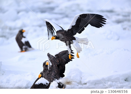 北海道羅臼町の沖合の流氷の上を飛ぶオオワシ 北海道羅臼町の沖合の流氷の上を飛ぶオオワシ 130646556
