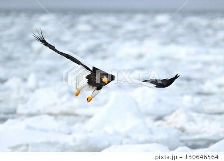 北海道羅臼町の沖合の流氷の上を飛ぶオオワシ 北海道羅臼町の沖合の流氷の上を飛ぶオオワシ 130646564