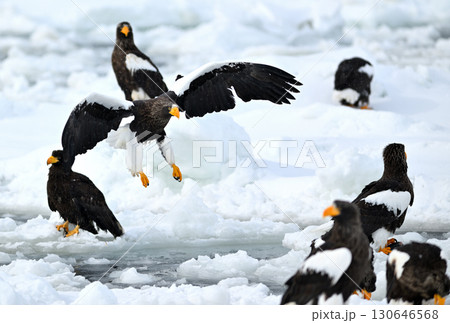 北海道羅臼町の沖合の流氷の上を飛ぶオオワシ 130646568