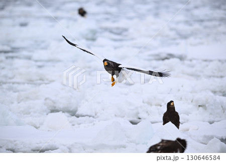 北海道羅臼町の沖合の流氷の上を飛ぶオオワシ 北海道羅臼町の沖合の流氷の上を飛ぶオオワシ 130646584