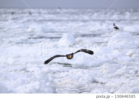 北海道羅臼町の沖合の流氷の上を飛ぶオオワシ 130646585