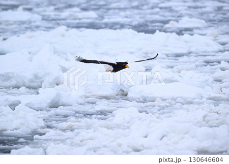 北海道羅臼町の沖合の流氷の上を飛ぶオオワシ 北海道羅臼町の沖合の流氷の上を飛ぶオオワシ 130646604