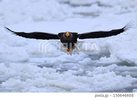 北海道羅臼町の沖合の流氷の上を飛ぶオオワシ 北海道羅臼町の沖合の流氷の上を飛ぶオオワシ 130646608