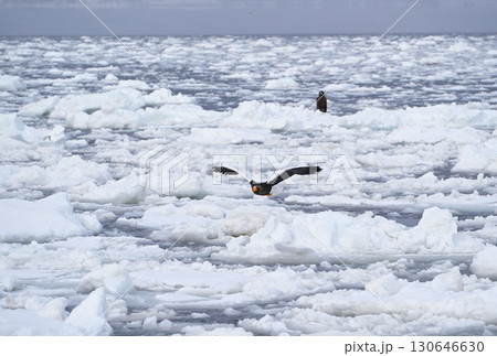 北海道羅臼町の沖合の流氷の上を飛ぶオオワシ 北海道羅臼町の沖合の流氷の上を飛ぶオオワシ 130646630