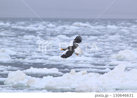 北海道羅臼町の沖合の流氷の上を飛ぶオオワシ 130646631